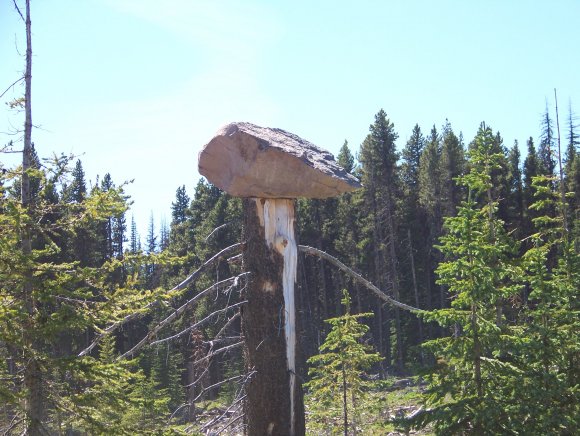 Loggers......