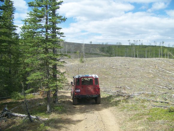 Clear cut