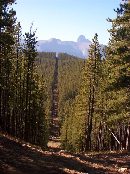 Where did they go, where did they go