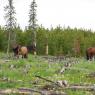 Bearberry June 2011