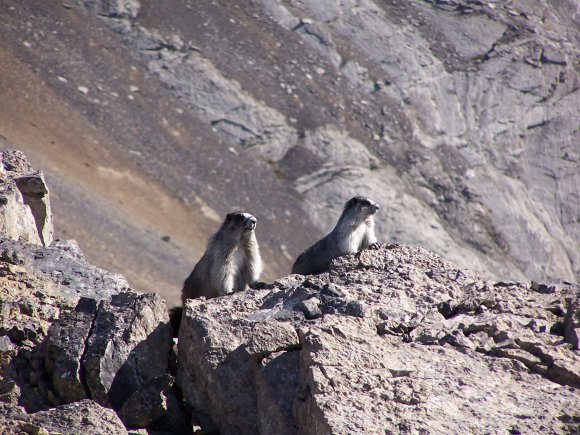 Very Photogenic Marmots