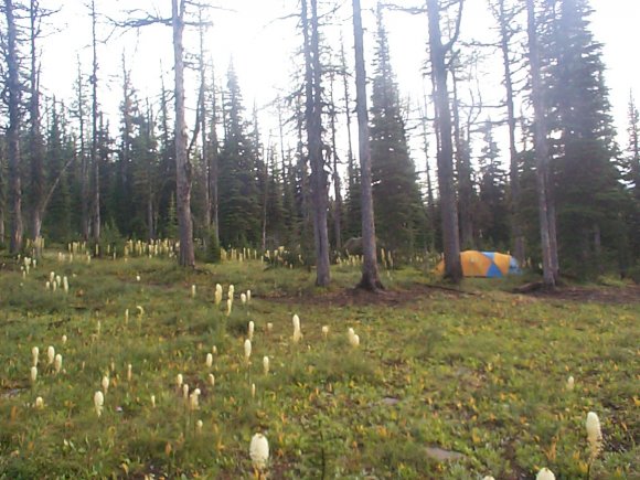 Camp 3 at Sage Pass