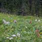 Meadows near Font Mt.