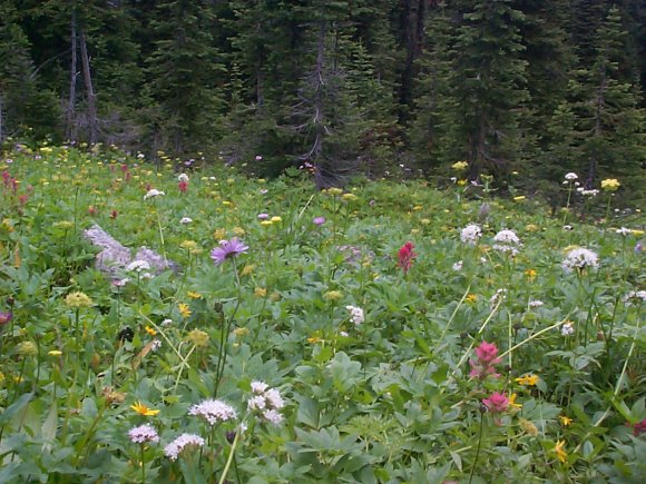 Meadows near Font Mt.