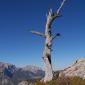 Creepy Tree