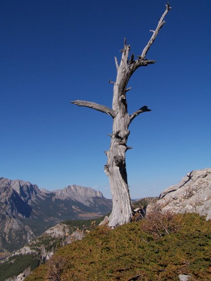 Creepy Tree