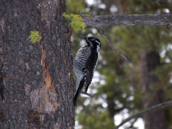 Woodpecker