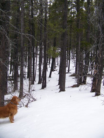 Breaking Trail