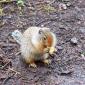 Squirrel Having Breakfast