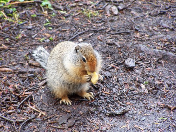 Squirrel Having Breakfast