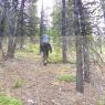 Forgetmenot Mtn July 2011